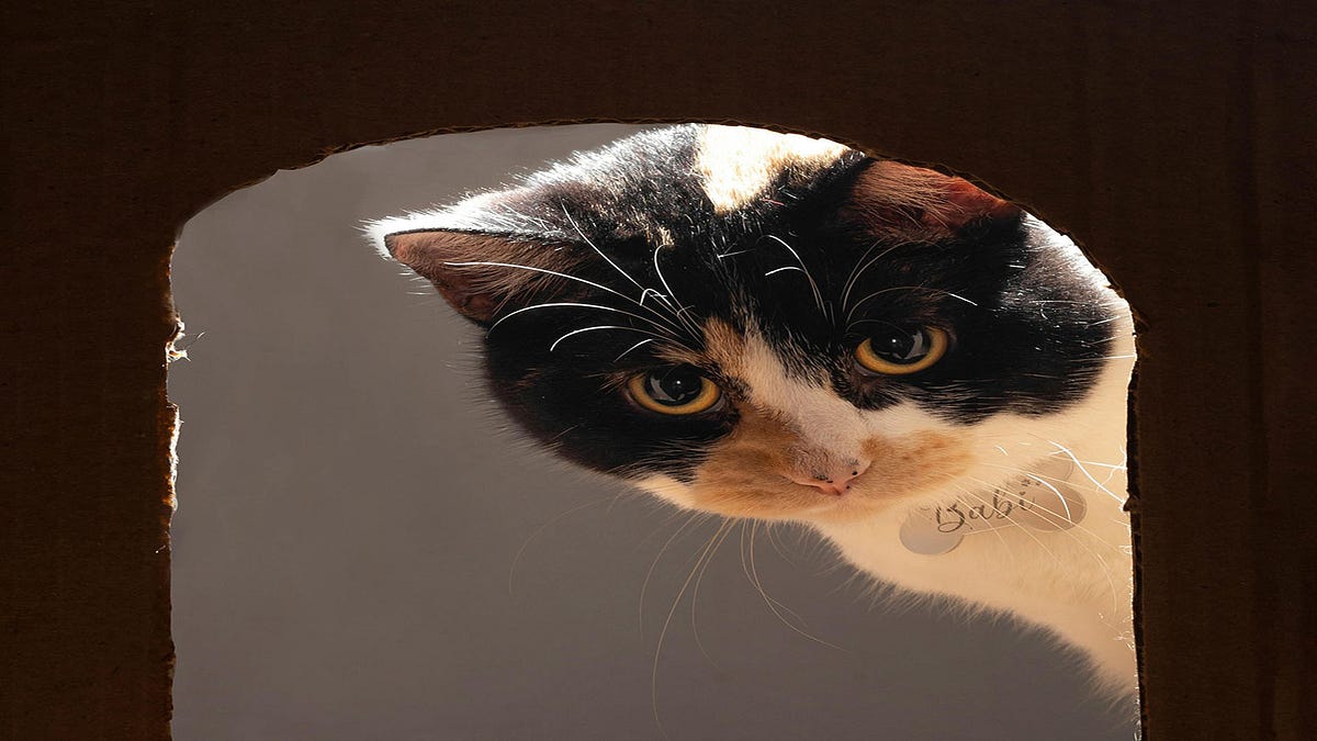 How do I make my scared cat more confident? by Make Yourself Knowledgeable Medium