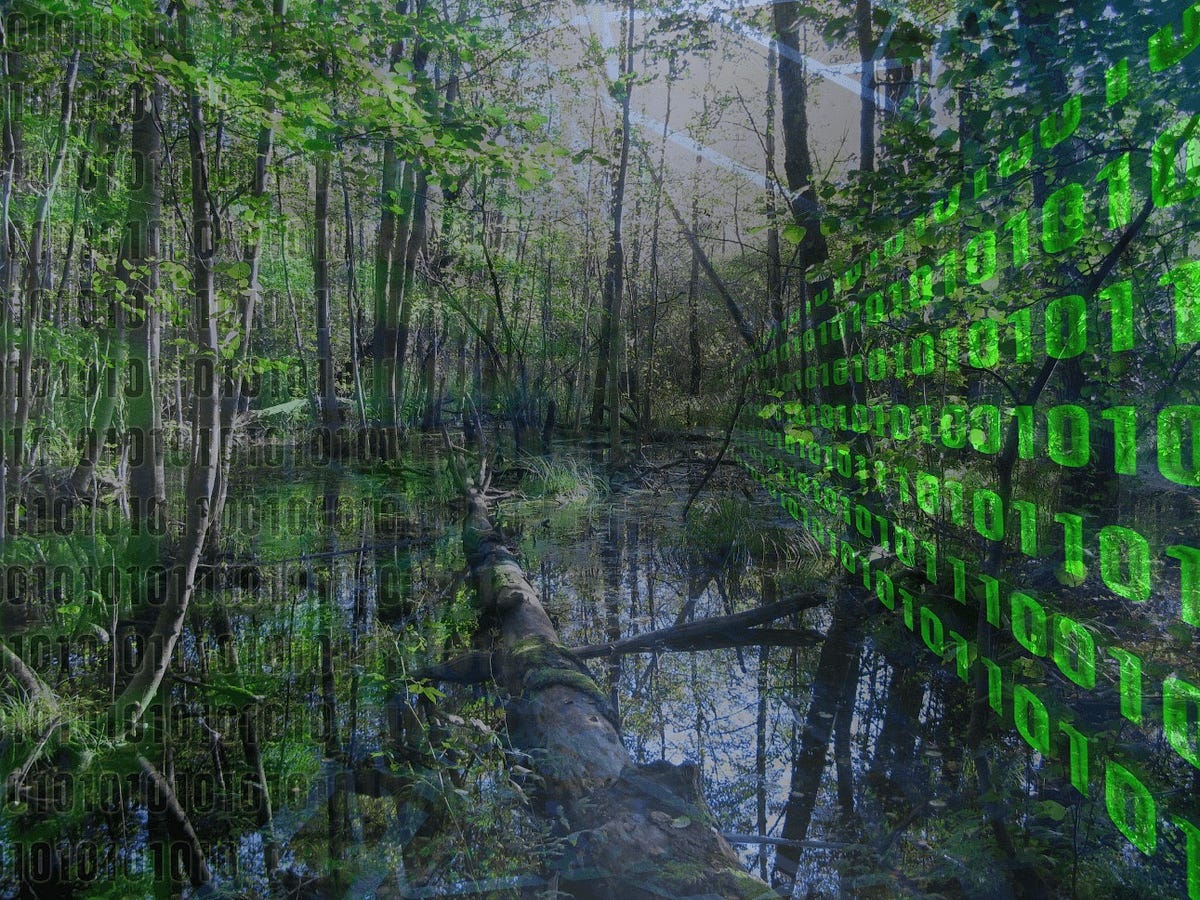 How to build a Data Swamp. For those of you looking to build a… | by ...