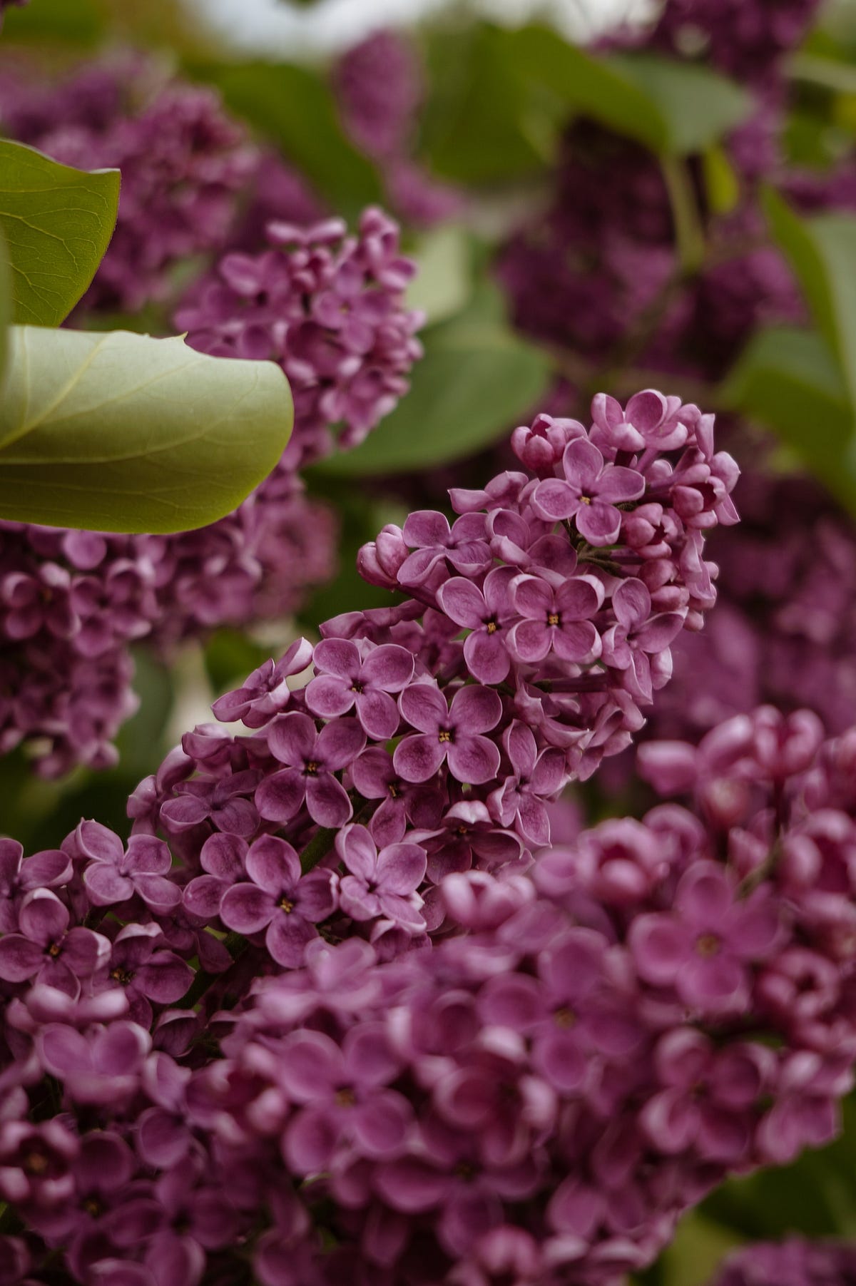 The Meaning Of The Colors Of The Lilac Flowers by Author Emily Jun