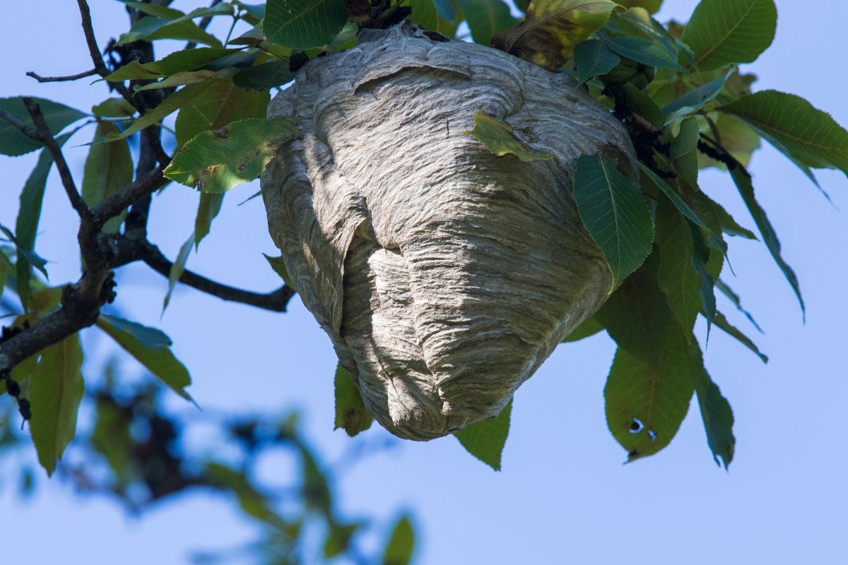 How To Get Rid Of Wasp Nests & When To Call Pros