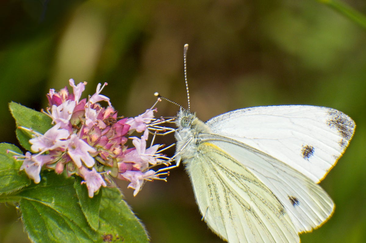 Photographing Insects: Some Theory | by Mark Overmars | Medium