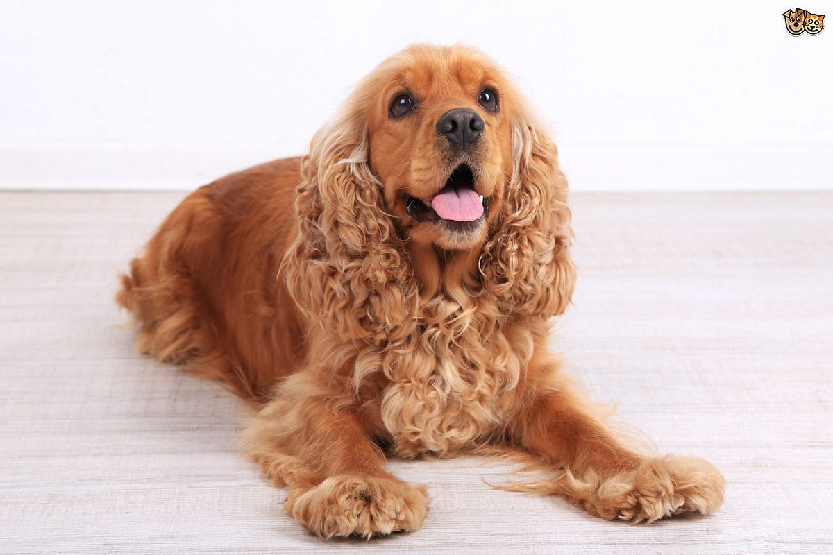 9 Cuidados para tu Cocker Spaniel | by HAPPY CAN CAMP | Medium