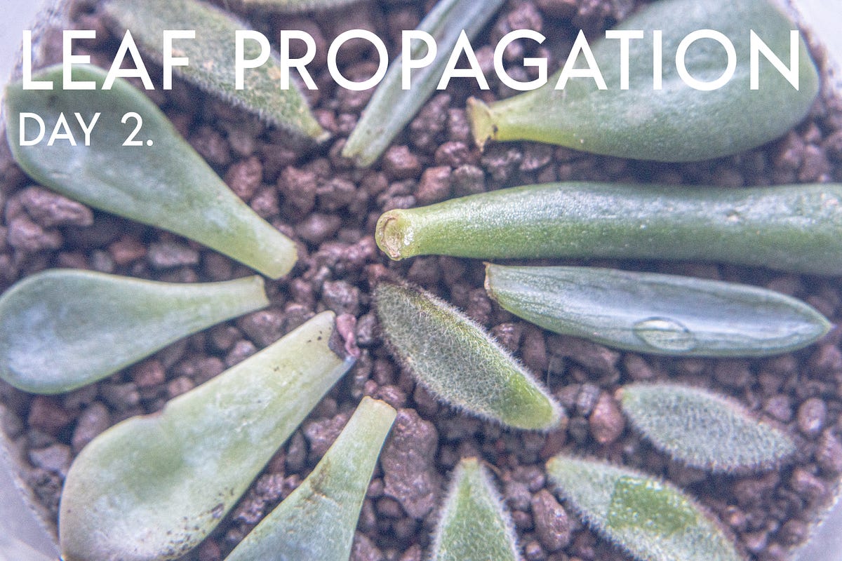 Succulent propagation — Day 2 Tough Botany Medium