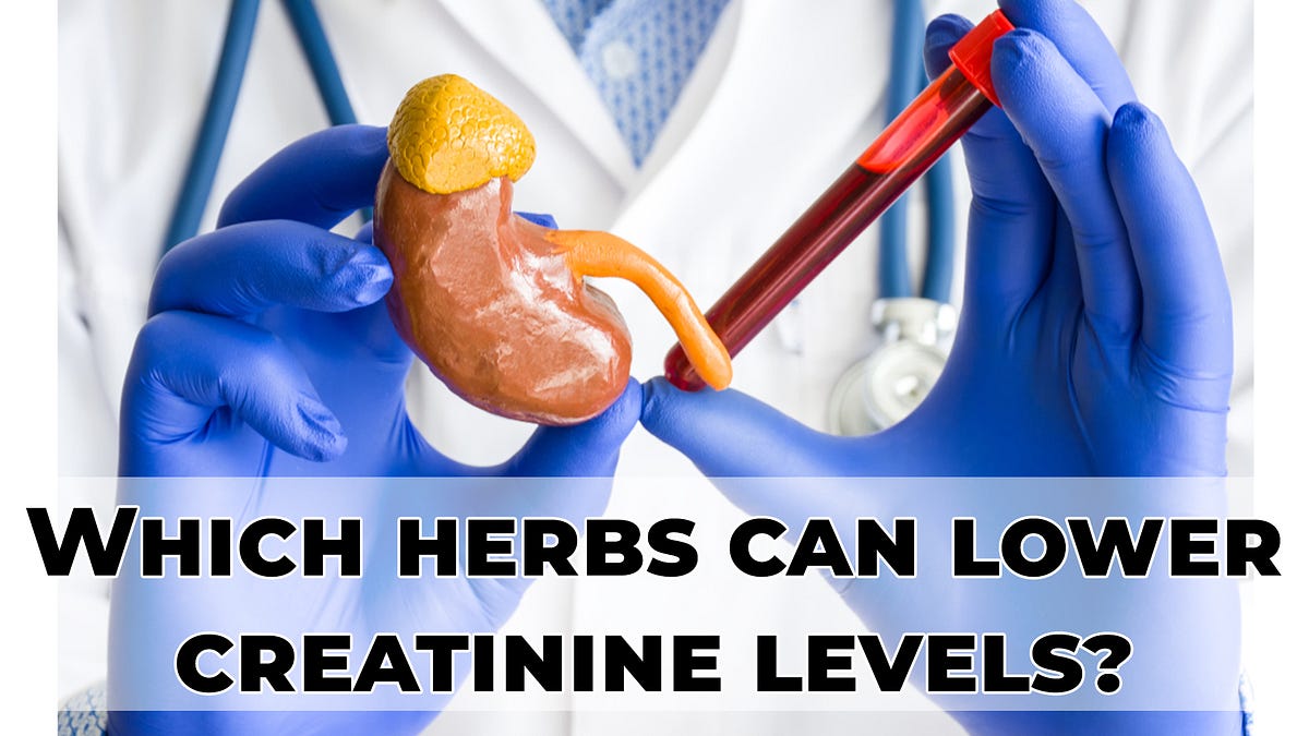 Which Herbs can Lower Creatinine Levels? by Rawat Vinay Medium