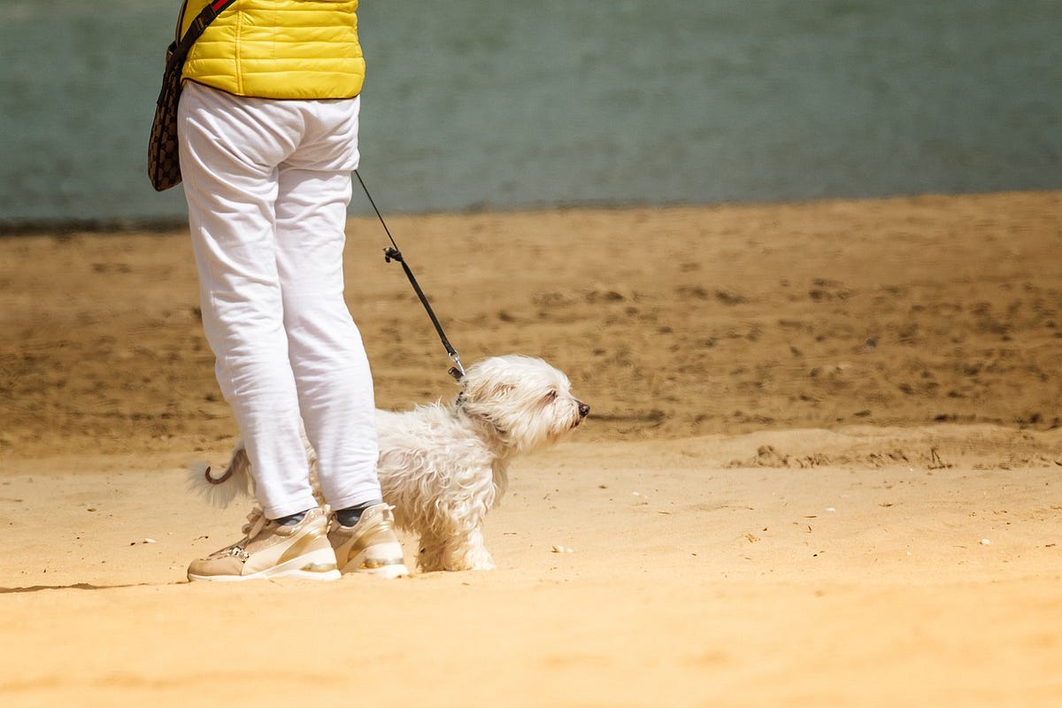 How to Cure Leash Aggression. Introduction by All About Dogs! Jun