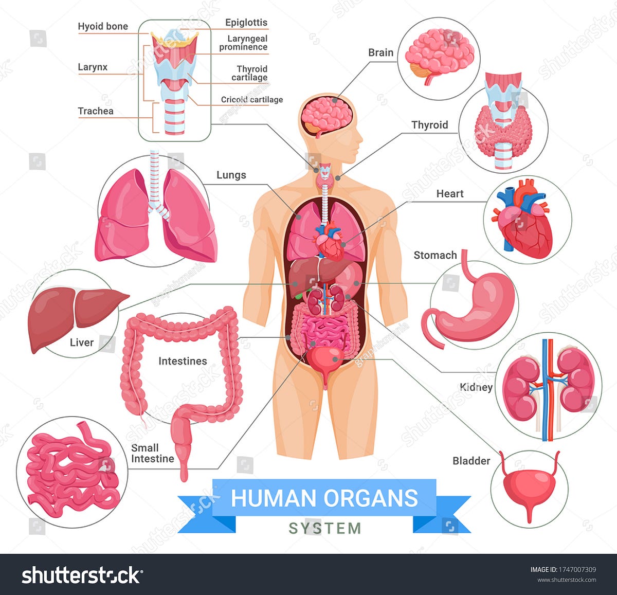 Organs and Organ Systems in the Human Body | by Hafiz Haseeb Tagga | Medium