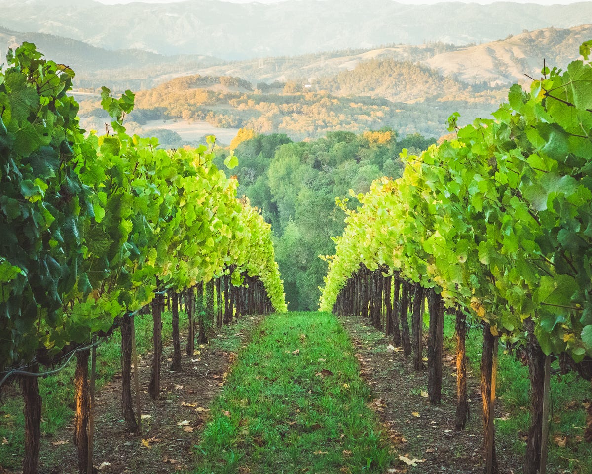洋書 Beyond The Grapes: Napa Valley 洋書 Beyond The Grapes: Napa Valley Beyond the Grapes: An