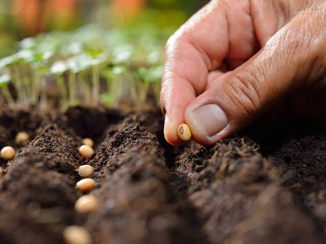 Seeds As A Valuable Metaphor For Life Itself | by Uchendu Walter 