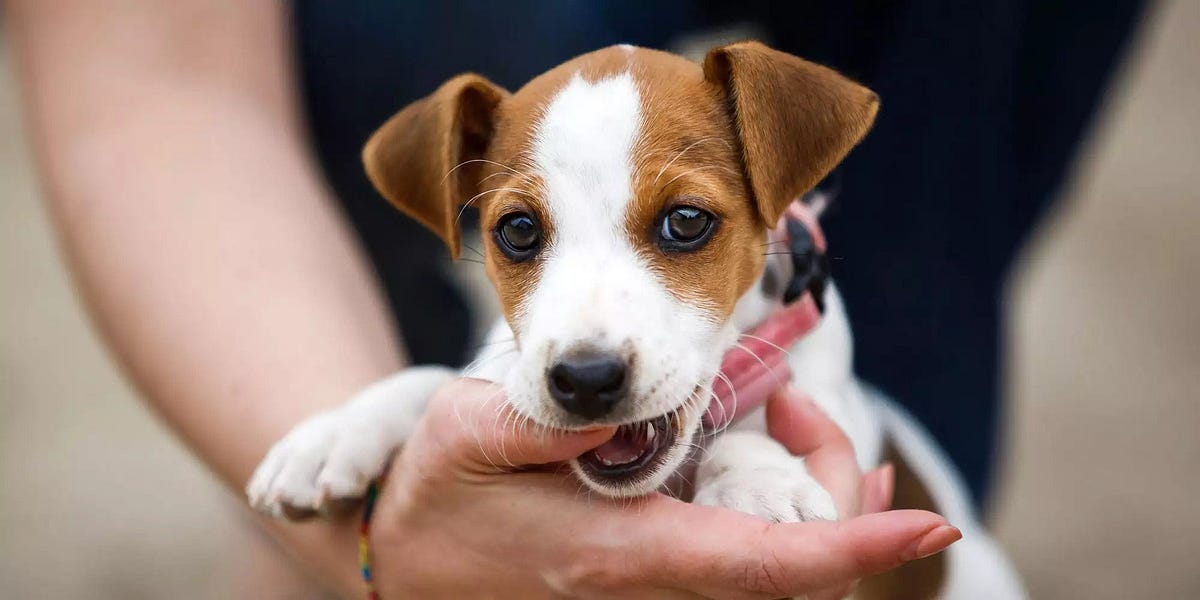 Caesar Stop Puppy Biting. How To Stop Puppy Biting Cesar by