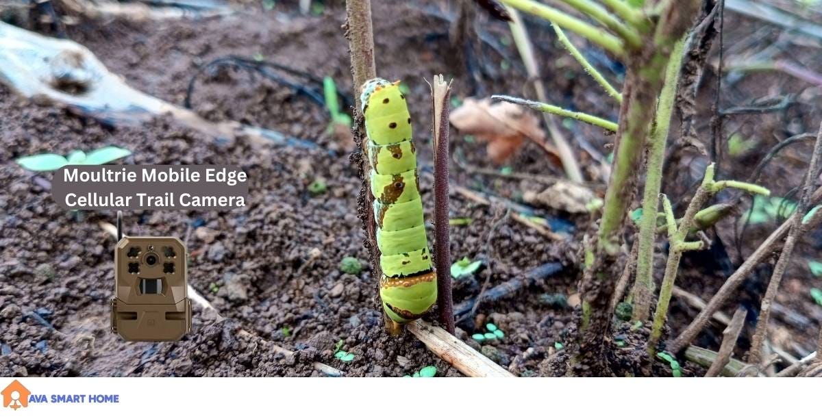 Best Game Cameras that Send Pictures to Phone by Ava James Medium