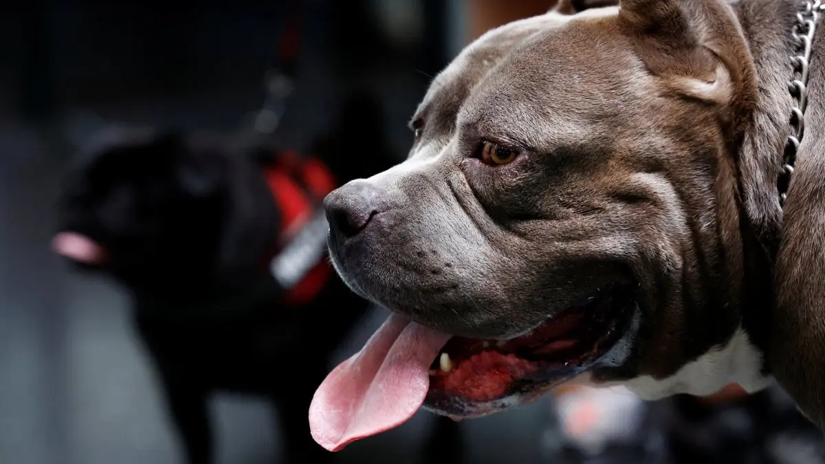 Everything you need to know about the American XL Bully dog ban