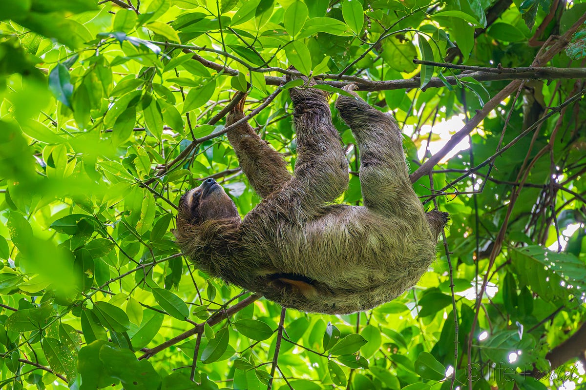 20+ Sloth Memes to Slowly Enjoy Throughout Your Week - Animal Comedy -  Animal Comedy, funny animals, animal gifs, image size:1200x800