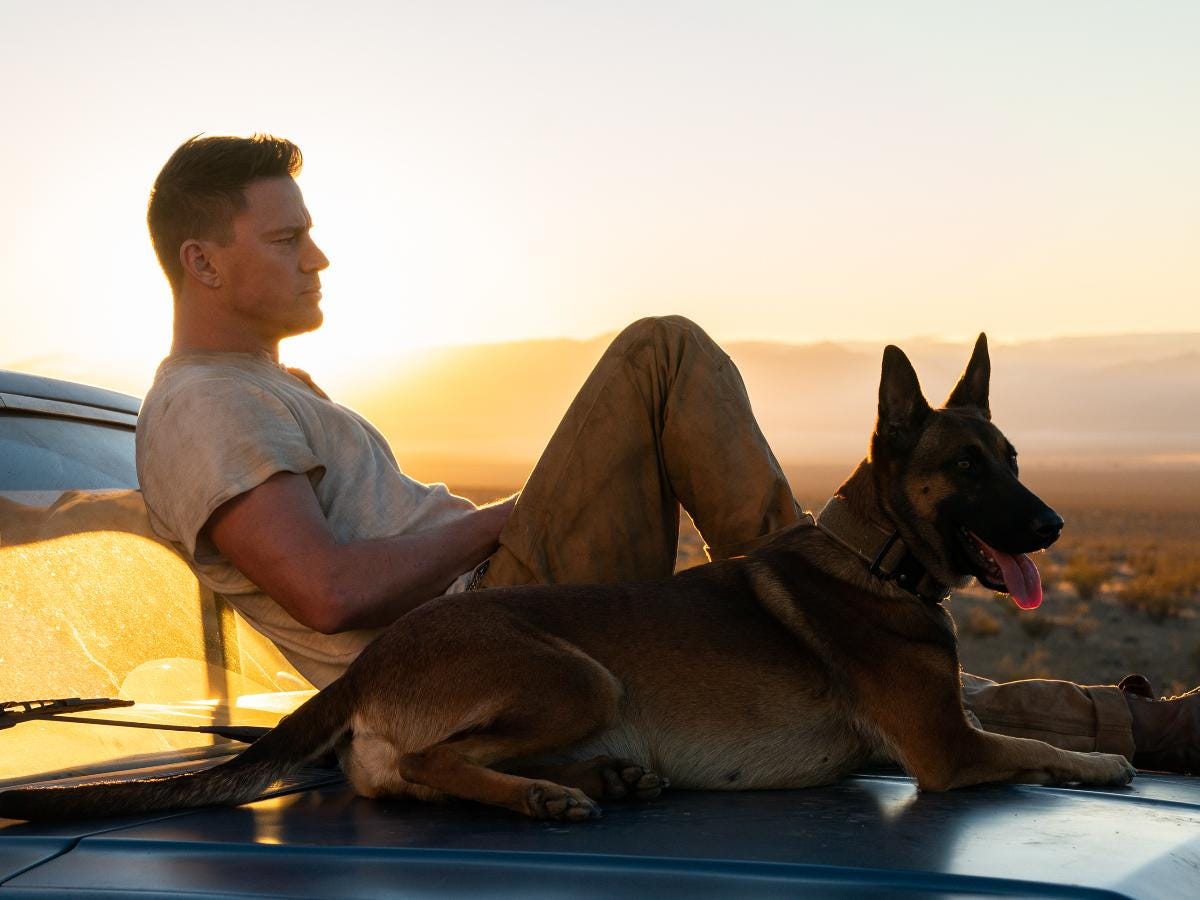 how-often-does-dog-channing-tatum-walk-and-what-kind-of-activities-do