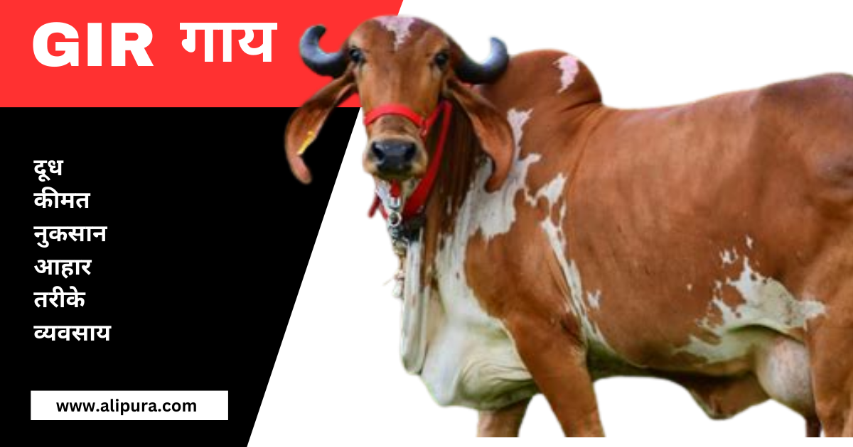 Gir Gay Kitna Dudh Deti Hai The Sacred Gir Cow By Alipura Medium Gir Gay Kitna Dudh Deti Hai The Sacred Gir Cow By Alipura Medium