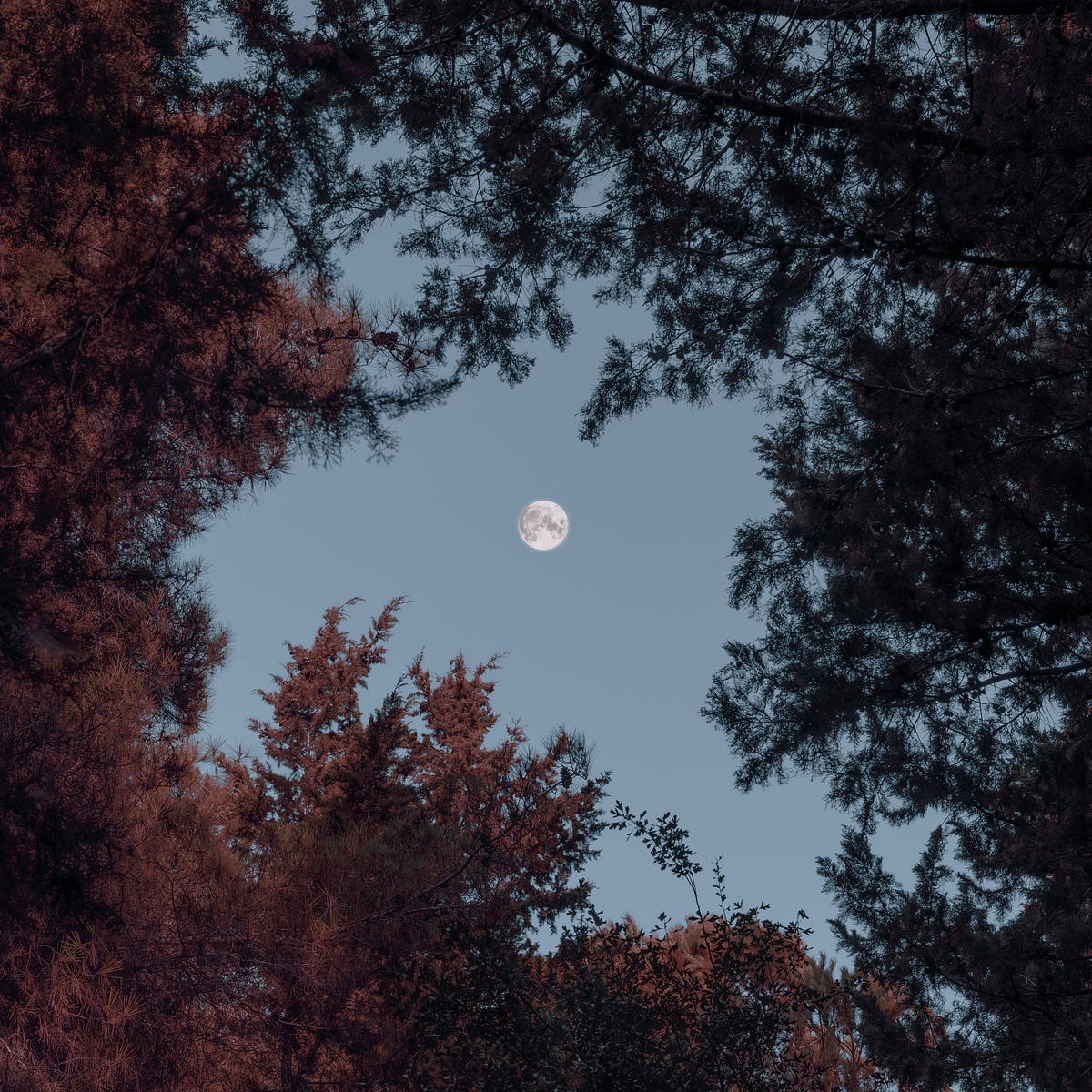 november-astrology-forecast-by-8th-poppy-medium