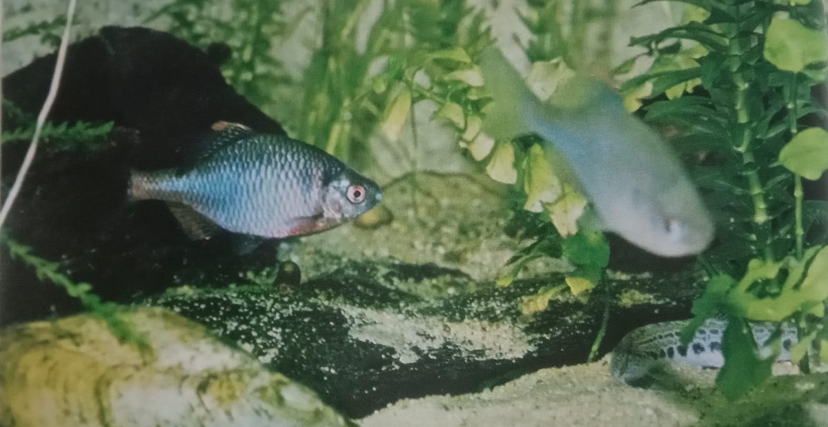 Muhammad Fish Principles of Cold-Water Fish Keeping | by Muhammad Bilal Khan | Nov ...