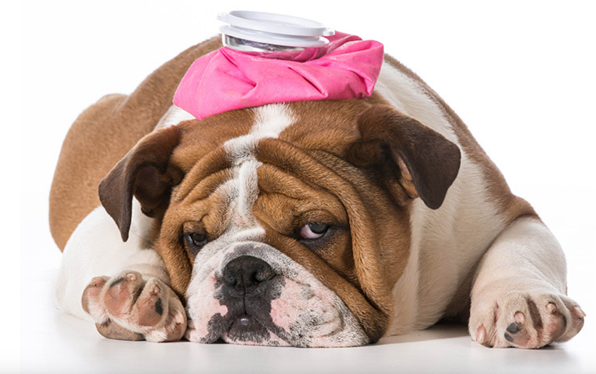 Is Your Pillow Giving You Headaches? by enVy Pillow Medium