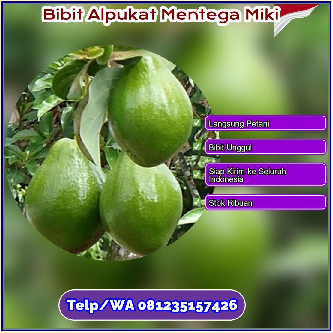 Harga Bibit Alpukat Mentega Miki Akoslily Medium