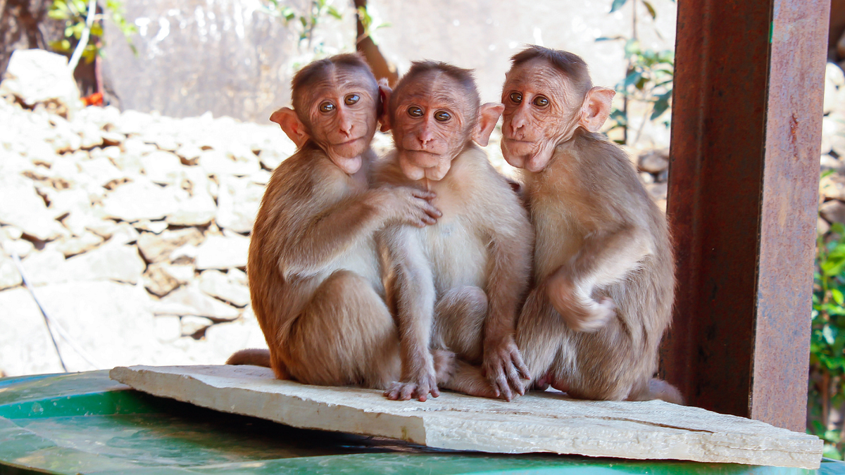 How to Start a Petting Zoo Business in 2024 by Ivan Smith Dec, 2023