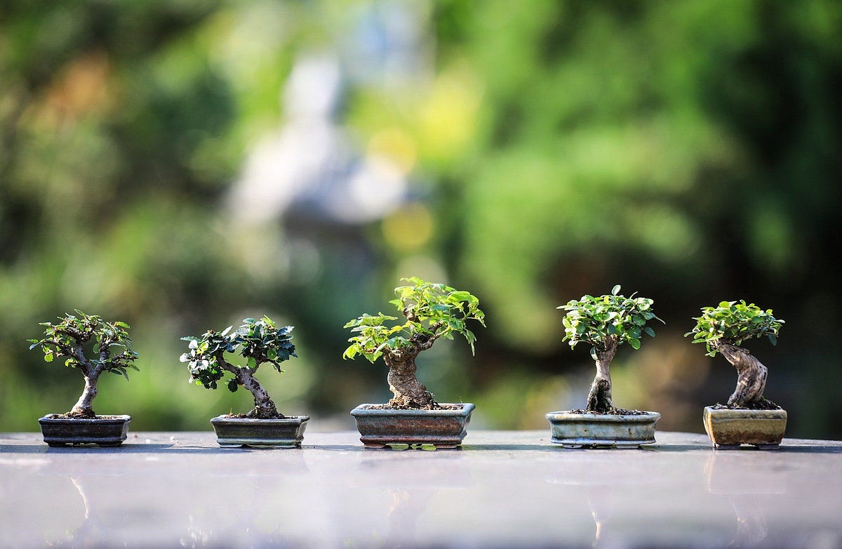 Definition And Meaning Of Bonsai Tree Meanings Include by Nicole Lona