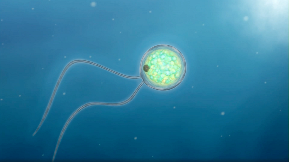 AN ALGA WILL CURE YOUR ALZHEIMER’S DISEASE | by Arda ÖZKURT | Medium