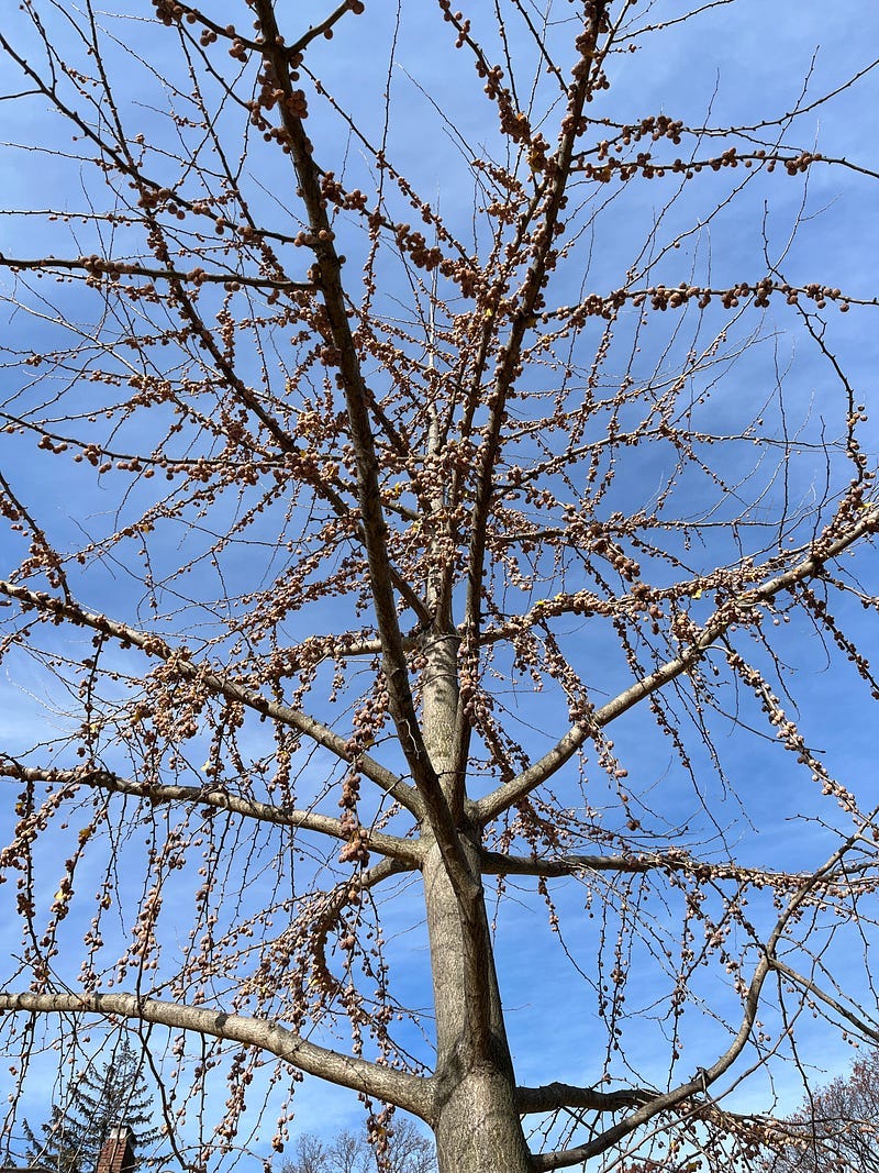 The story of Ginkgo Biloba should be a great lesson of why not to fall in despair during this challenging time 9