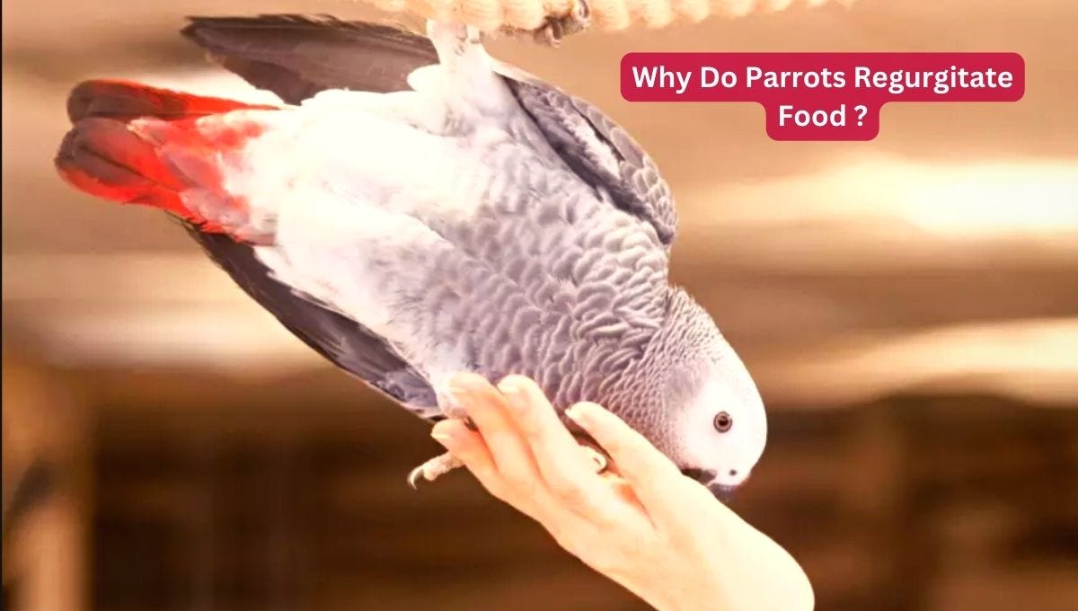 Why Do Parrots Regurgitate Food? How To Stop It? by Parrotsguru Mar, 2024 Medium