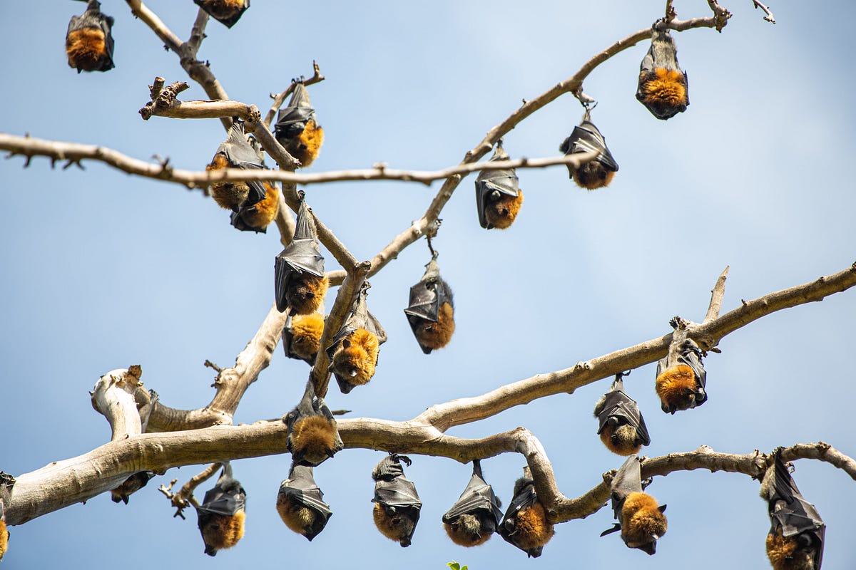 Bats in NJ Exploring Their Crucial Role in Our Ecosystem by Manny