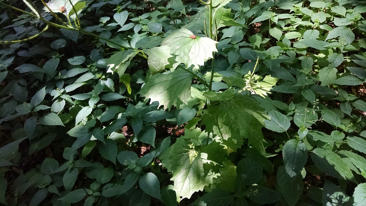 Garlic Mustard in June. Garlic Mustard is a commonly found… by Chris