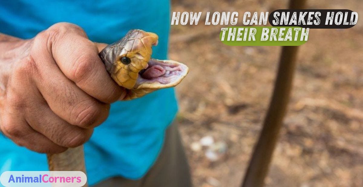 How Long Can Snakes Hold Their Breath? by Animal Corners Medium