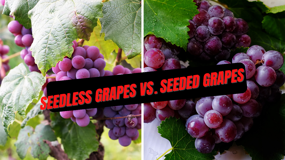 Seedless Grapes vs. Seeded Grapes What’s the Difference? by James