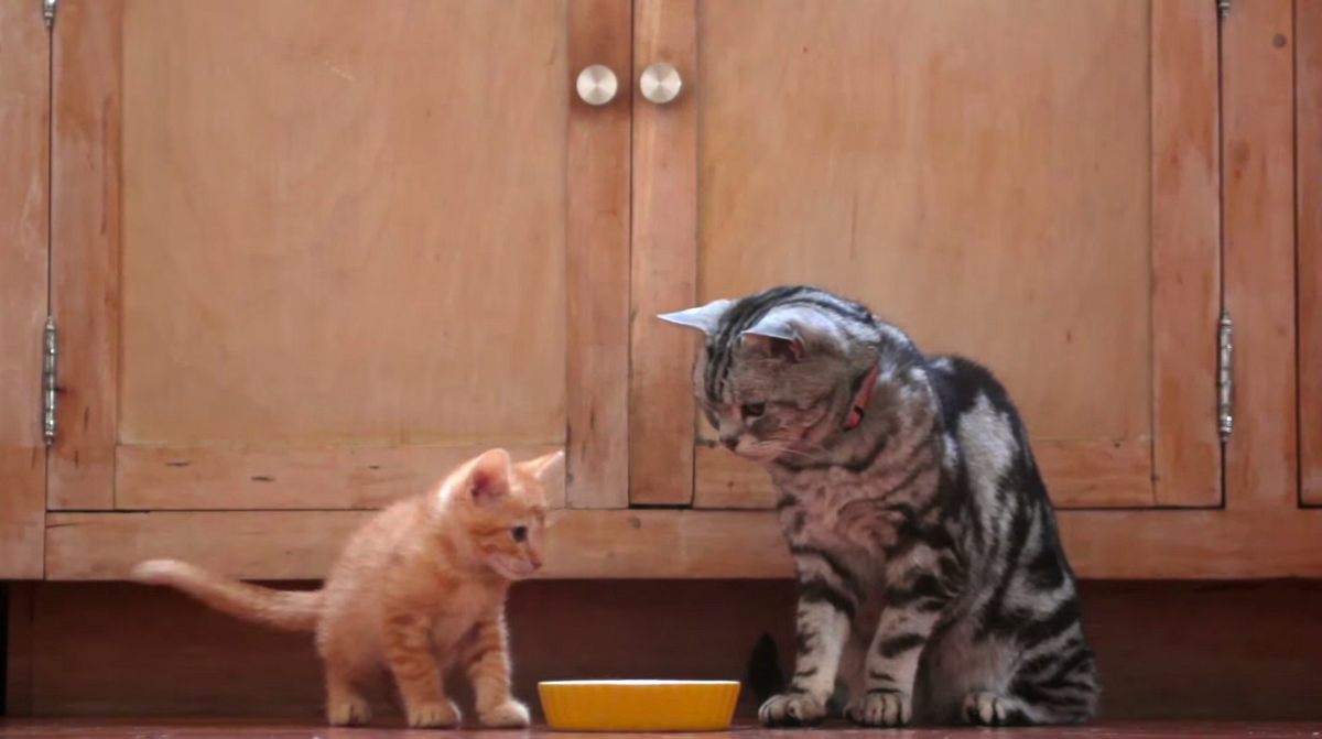 Friskies sales dear kitten