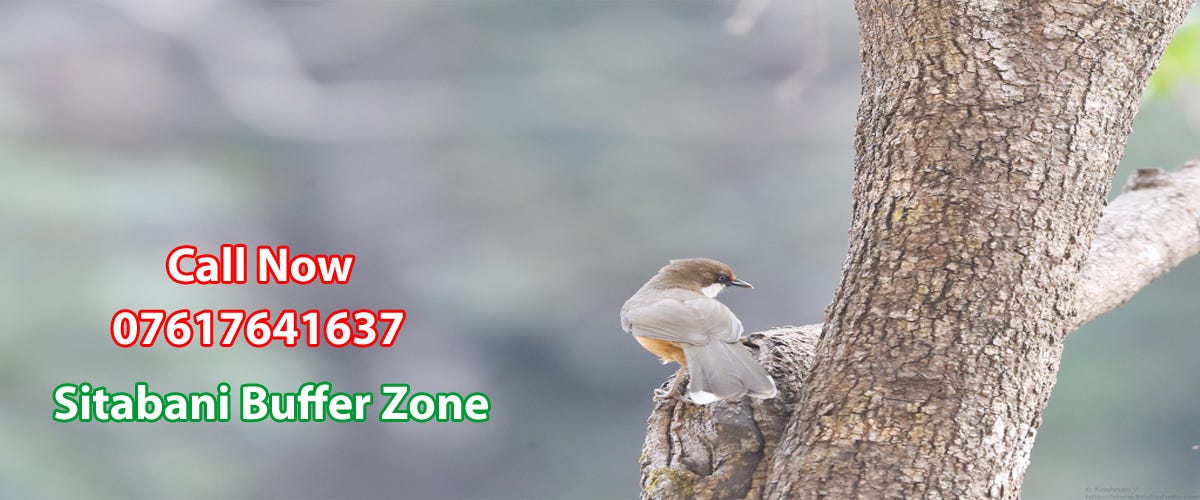 Sitabani Buffer Zone Jim Corbett Jeep Safari Medium