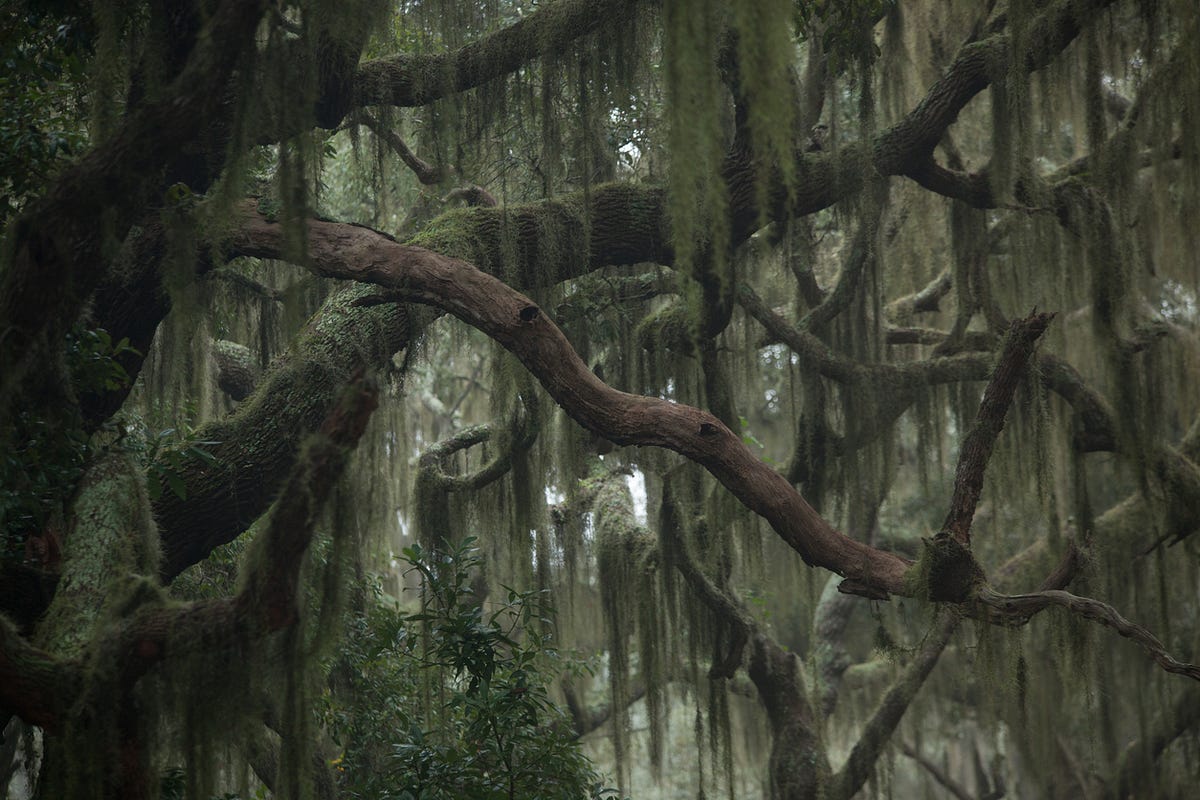 Musings of a Biologist and Dog Lover: Crazy Plants: Spanish Moss