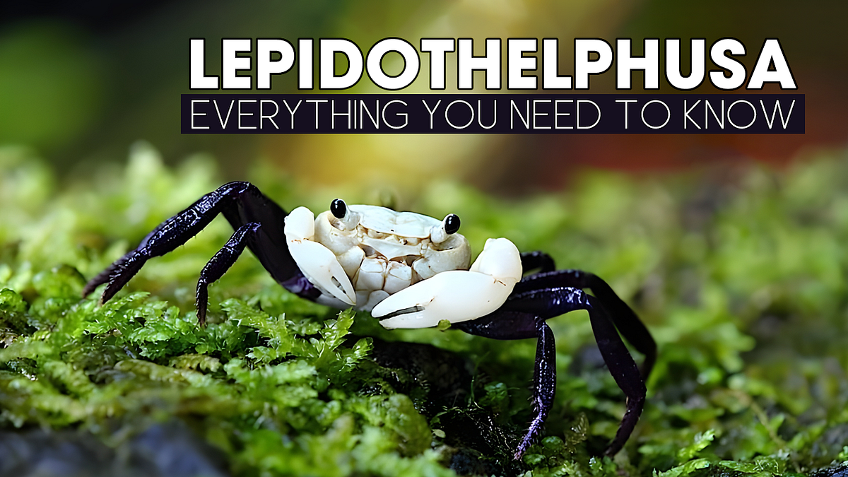 Everything you need to know about Lepidothelphusa SP (Panda Crabs