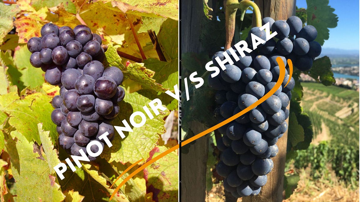 Pinot Noir vs Shiraz Things you may not know about these reds by James Clarke Medium