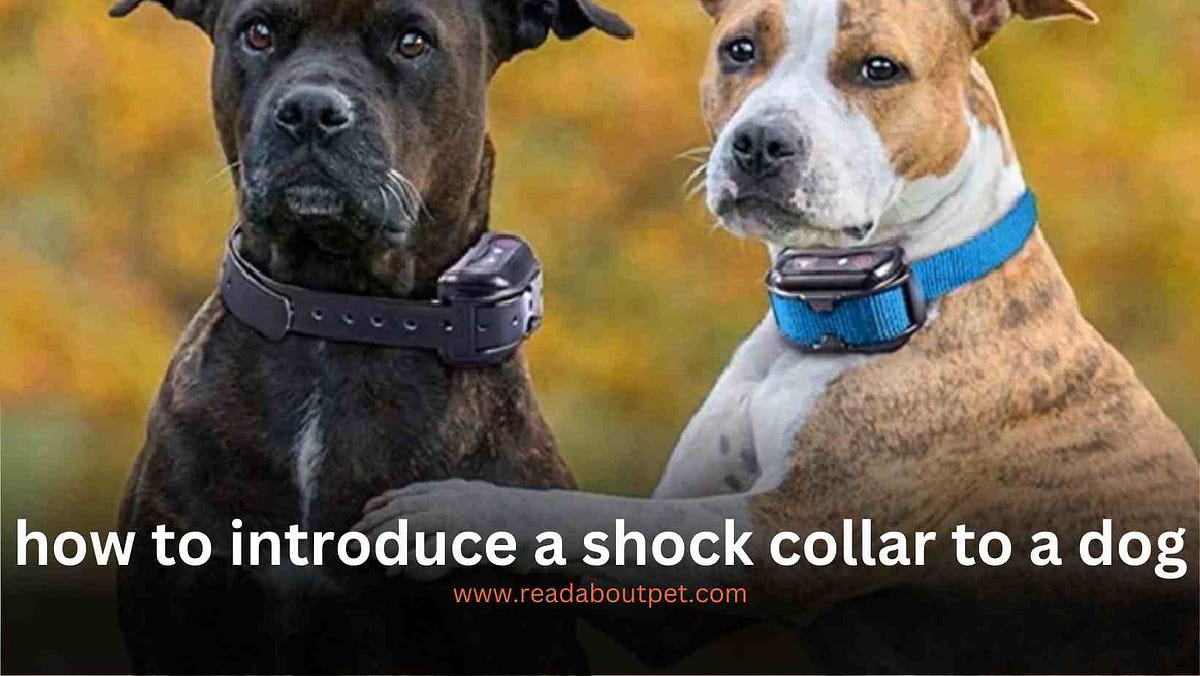 how to introduce a shock collar to a dog — All Things need to know by