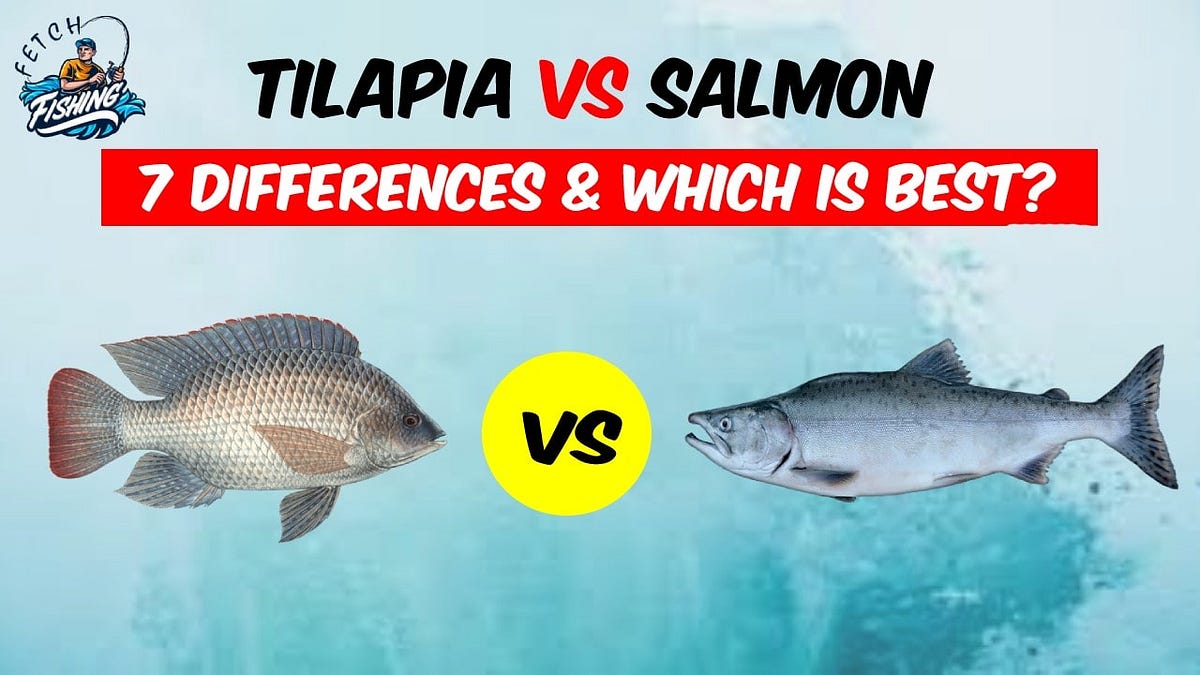 Tilapia vs Salmon Detailed Information, Difference Which is Best