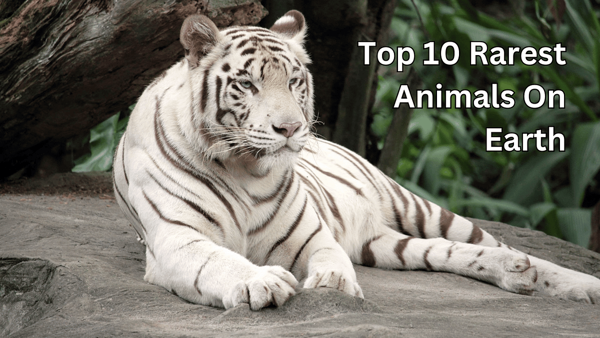 The Top 10 Rarest Animals on Earth | by Coolest Site | Medium