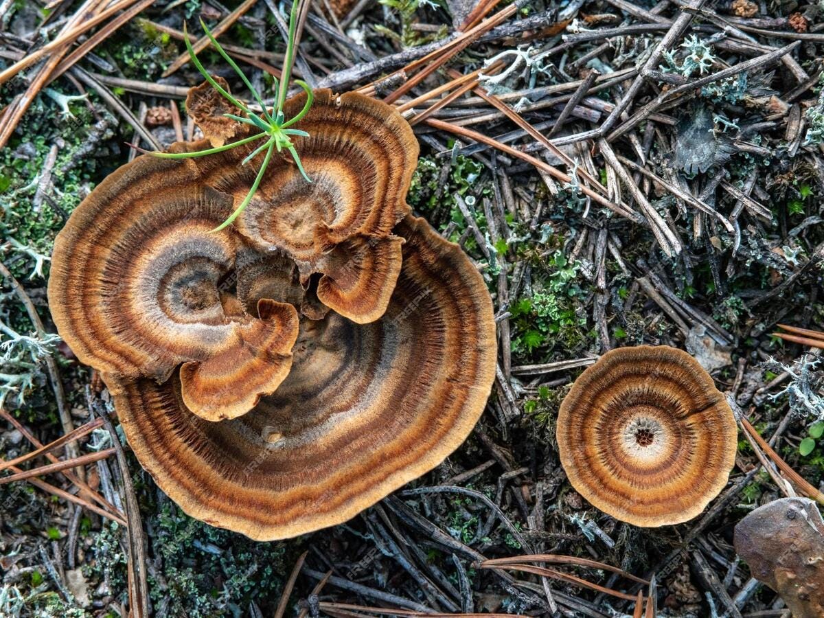Kas ir raibā tauriņpiepe?