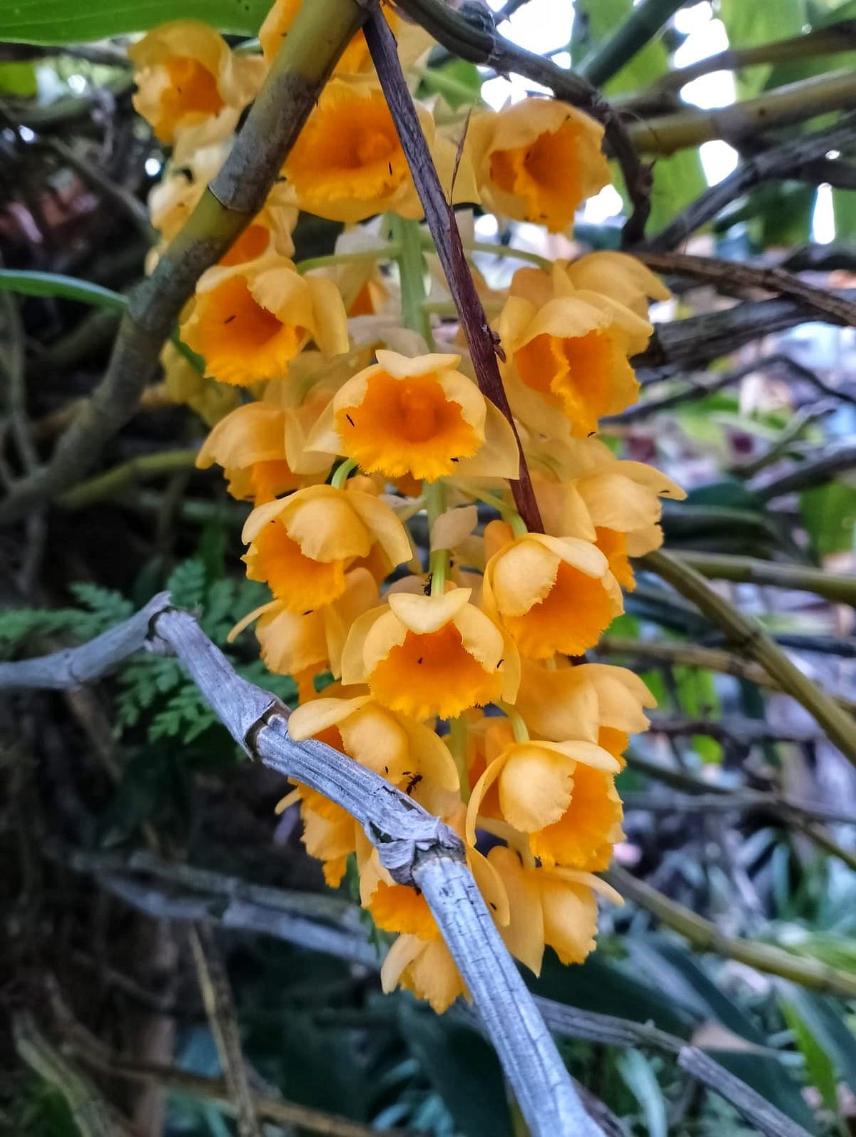 期間限定お値下げ！激レア！　Wild Orchids of Myanmar ミャンマーの野生ラン Wild Orchids in Myanmar Dr. Yoshitaka Tanaka