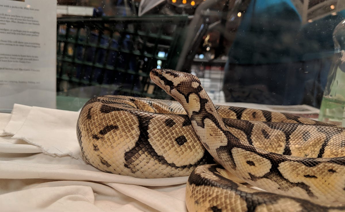 The Ambassador Python. It’s hard to remember that most folks… | by ...