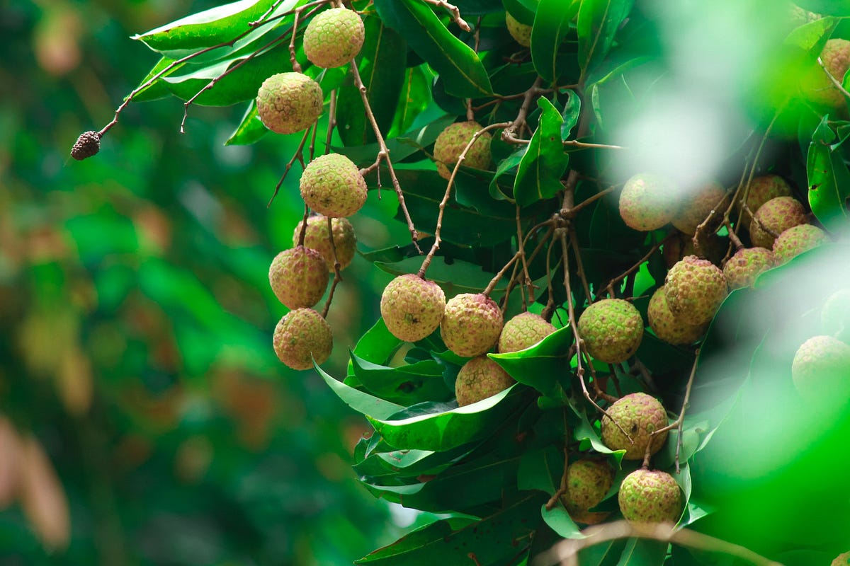 HOW TO GROW A LYCHEE TREE. Although lychee is native to Southern… by