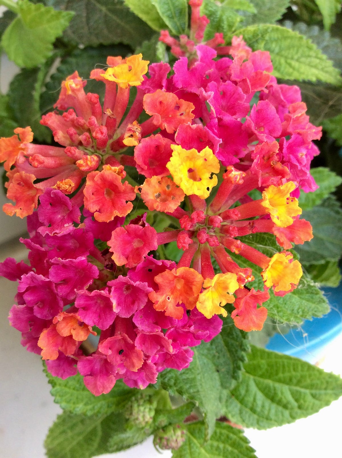 “No” stands for Next Opportunity. by mrtajinian Medium