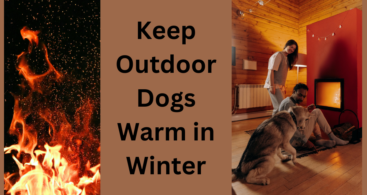 5 ESSENTIAL TIPS HOW TO KEEP OUTDOOR DOGS WARM IN WINTER by Junaid