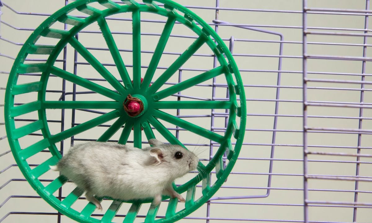 How Fast Can a Hamster Run? Understanding the Speed and Physiology of
