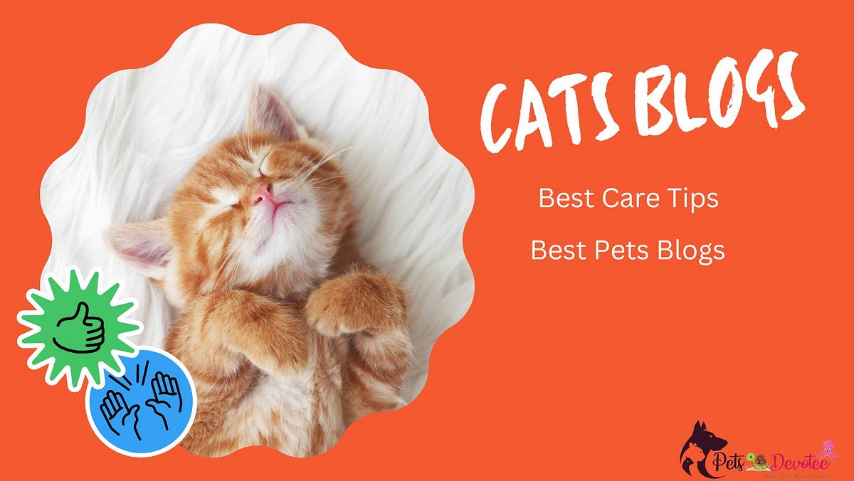 why do cats knock things off tables Pets Devotee by Nishaadequate