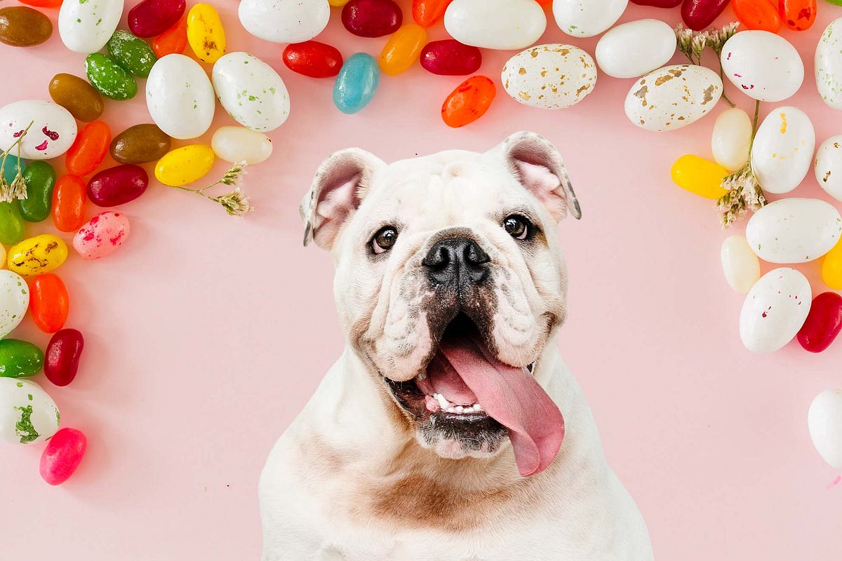 Can dogs eat jelly beans?. Jelly beans are a popular treat for… by