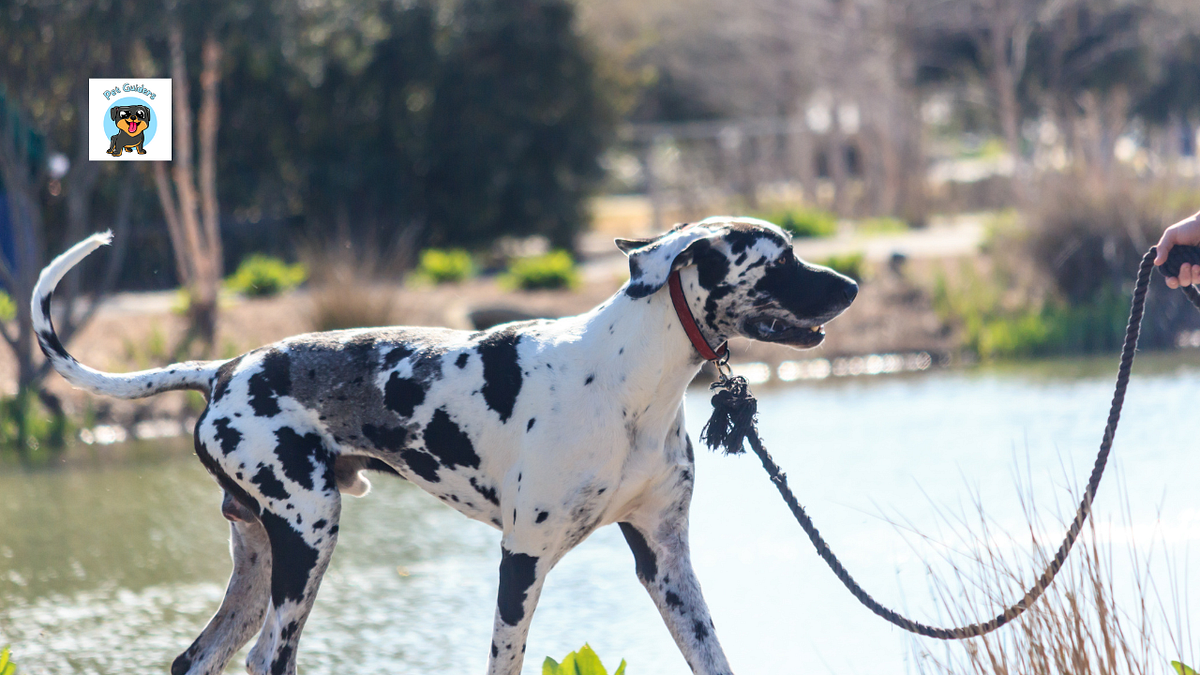 What type of harness is best for Great Dane? by Pet Guiders Medium