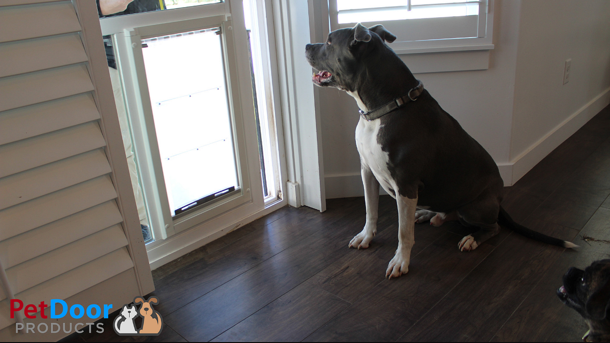 5 Reasons to Choose the Endura Flap for Sliding Glass Doggie Door by